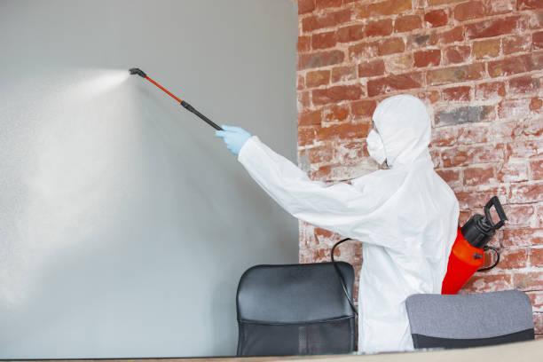 Elmendorf, TX Mold Removal Company